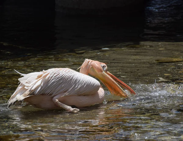 Pelican içme — Stok fotoğraf