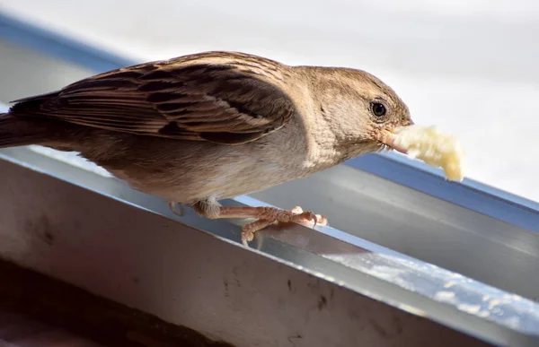 먹는 참새 — 스톡 사진