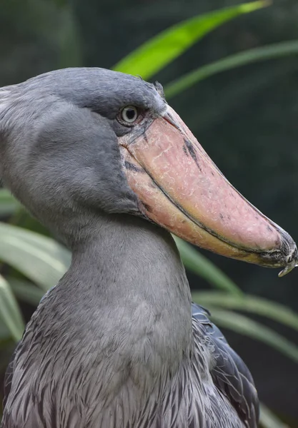 Retrato de um Shoebill — Fotografia de Stock