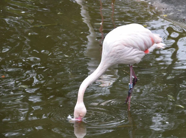 Um Flamingo Maior a beber de uma piscina — Fotografia de Stock