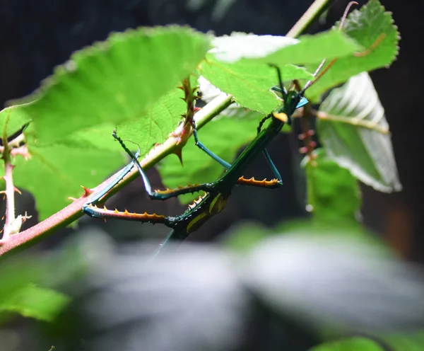Madagascan mavi böcek sopa