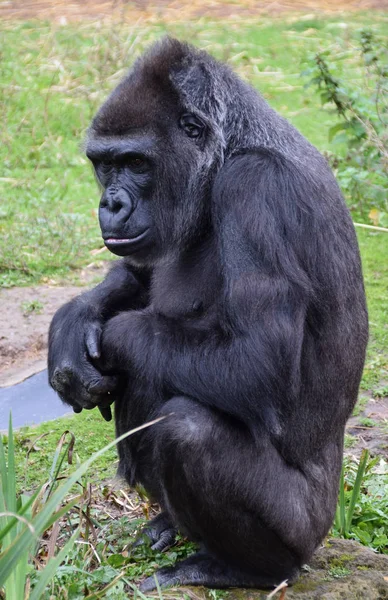 Westelijke Lowland Gorilla — Stockfoto