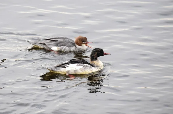 Almindelig Merganser - Stock-foto