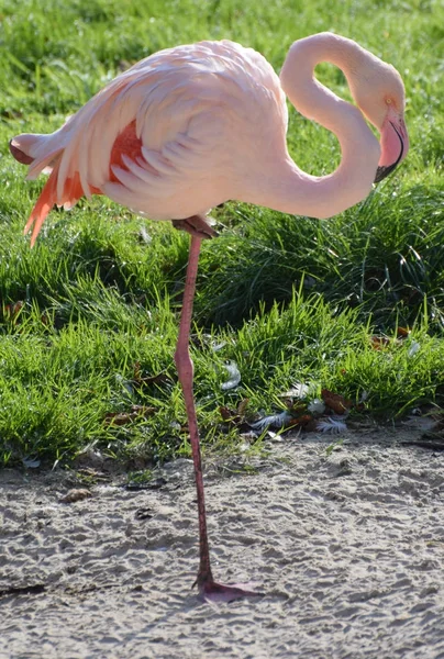 Flamingo superior em pé — Fotografia de Stock