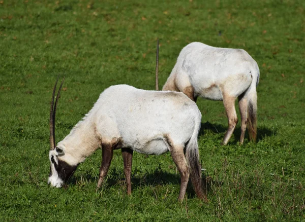 Oryx çifti — Stok fotoğraf