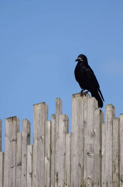 Porträt einer Saatkrähe — Stockfoto