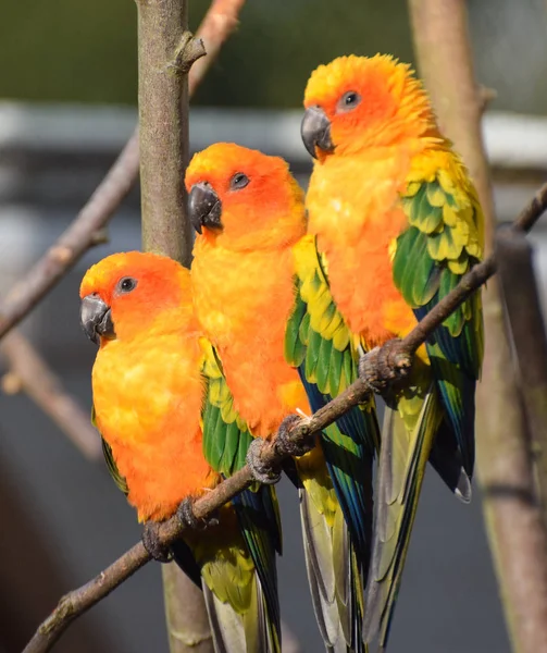 Hermoso perico sol — Foto de Stock