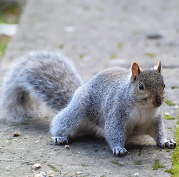 Eichhörnchen einsatzbereit — Stockfoto