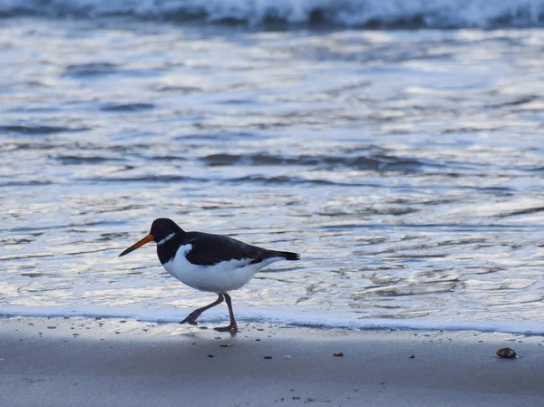 Oystercatcher на пляже — стоковое фото