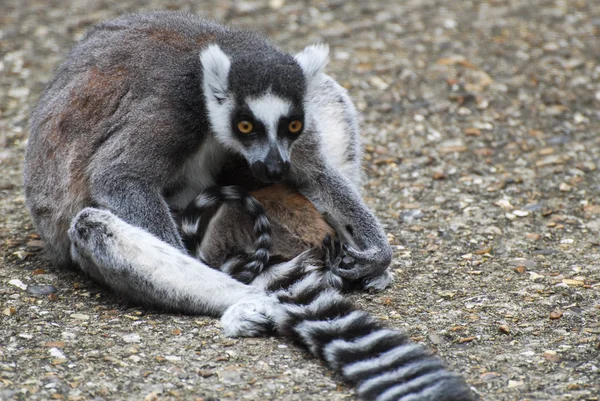Ring Tailed Lemur en jongeren — Stockfoto