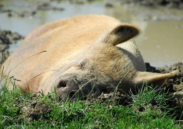 Sleeping Pig