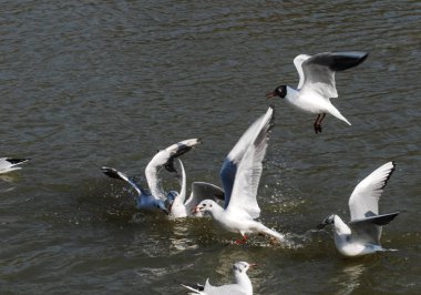 Siyah başlı martı