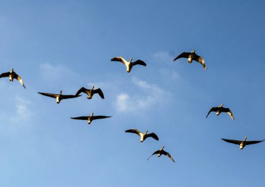 Greylag kazları uçuyor