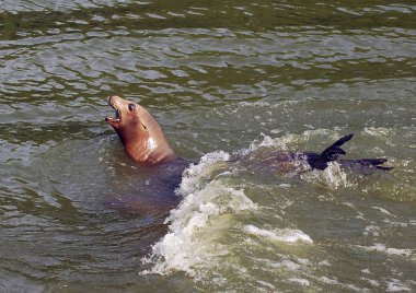 deniz aslanı Yüzme