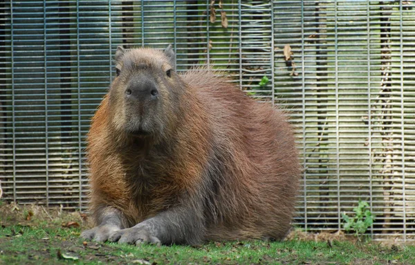 Capybara — Φωτογραφία Αρχείου