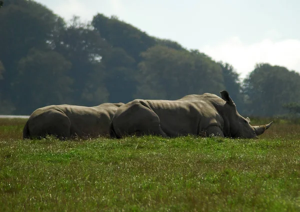 Un par de reposo \rhinos —  Fotos de Stock