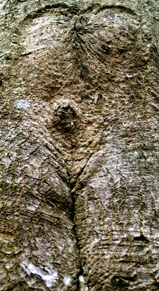 Дерево жінка — стокове фото