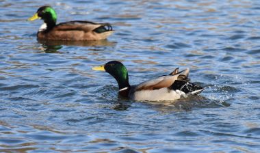 Yüzme yeşilbaş ördekler