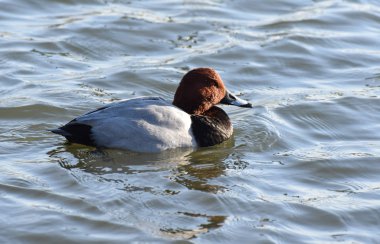 Macar ördeği portre