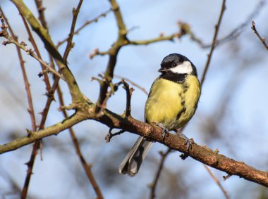 Büyük baştankara tıraşlama