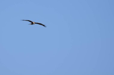 Kırmızı uçurtma uçan