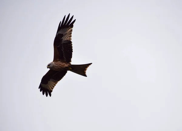 Cerf-volant rouge volant — Photo