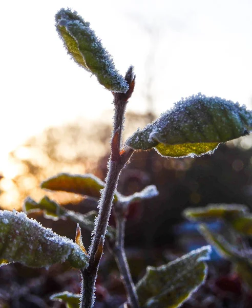 Frost szélű levelei — Stock Fotó