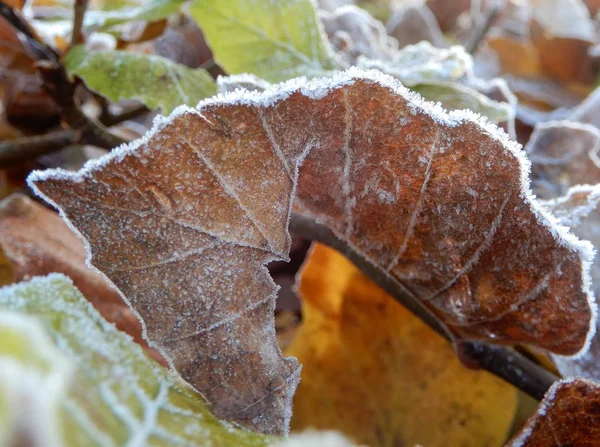 Frost szélű levelei — Stock Fotó