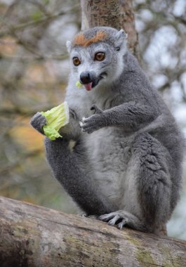 Taç bir Lemur