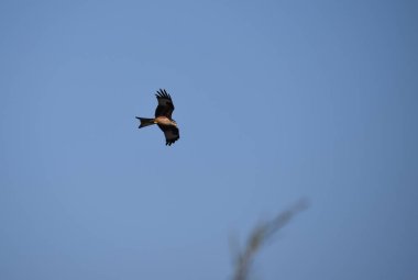 Kırmızı uçurtma uçan