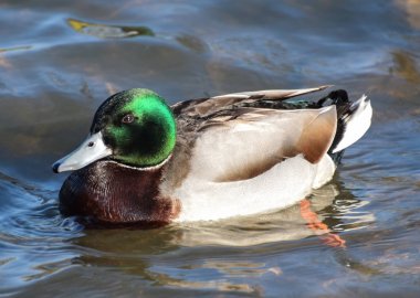 yeşilbaş ördek portre