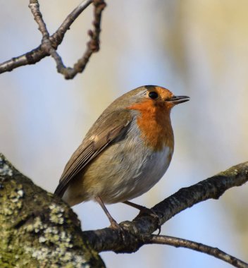 Tüneyen Robin gerdan