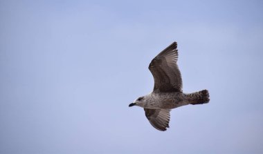 Juvenille ringa martı