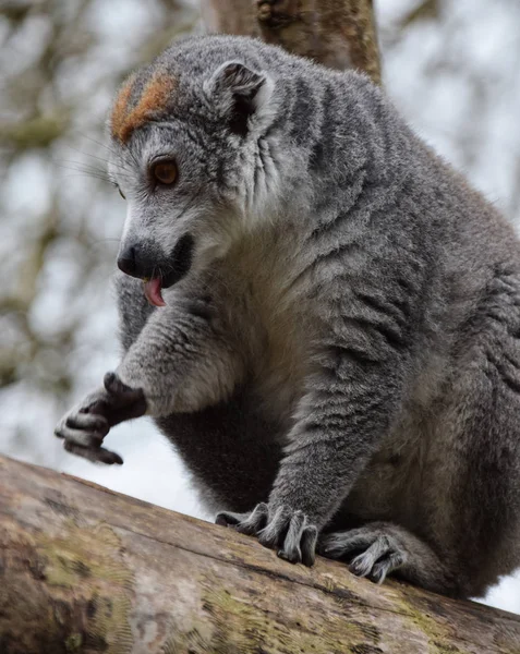 En krönt Lemur — Stockfoto