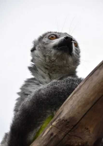 Un lémur coronado — Foto de Stock