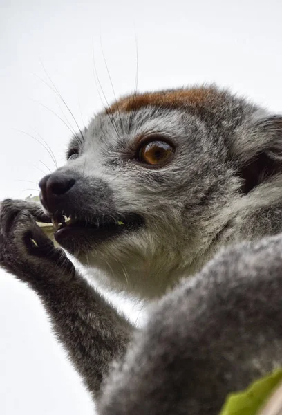 Een gekroonde Lemur — Stockfoto
