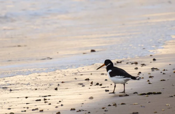 Scholekster op het strand — Stockfoto