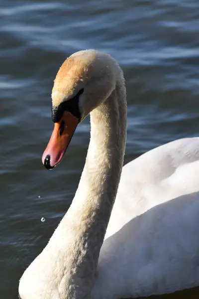 Retrato de cisne mudo — Fotografia de Stock