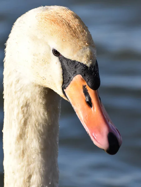 MUTE swan porträtt — Stockfoto