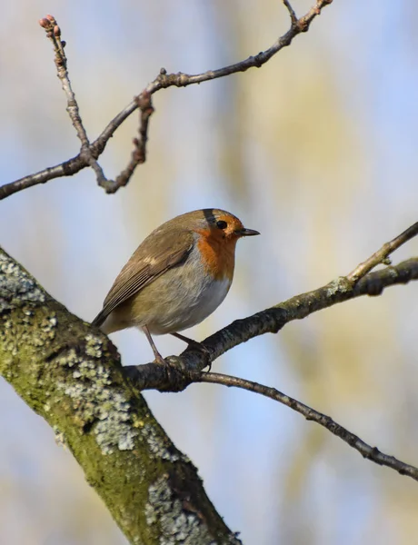 Tüneyen Robin gerdan