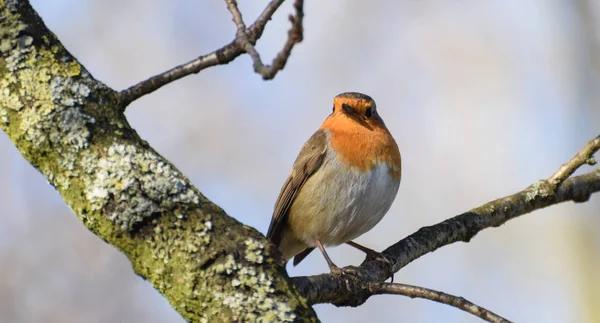 Tüneyen Robin gerdan