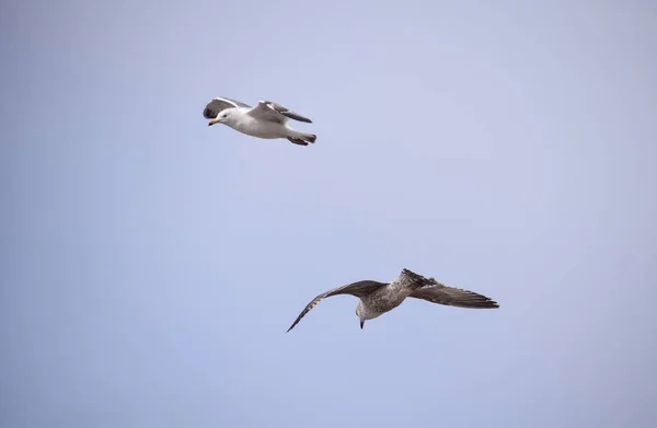 Herring Gull pair — Stock Photo, Image