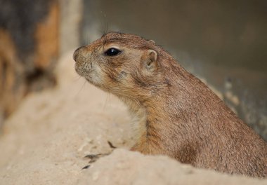 şirin köstebek portre