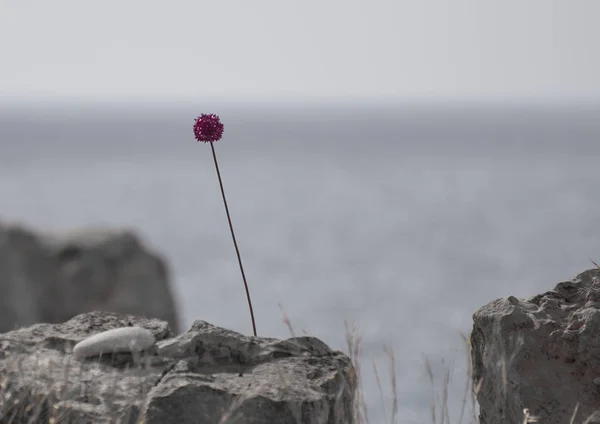 Einsame lila Blume, die von einem Felsen am Meer wächst — Stockfoto