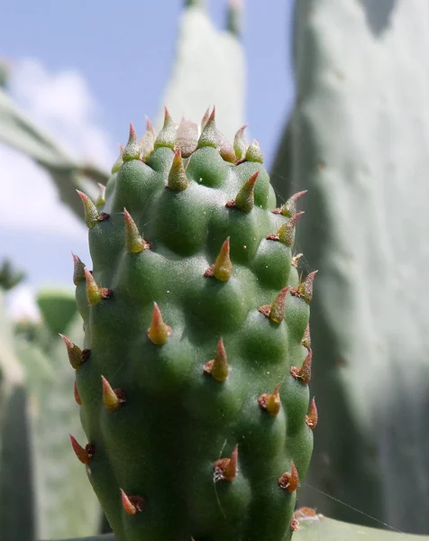 Close up of a small, spiny Cactus — Stock Photo, Image