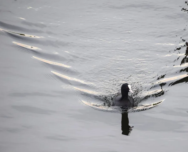 Samotny Łyska pływanie — Zdjęcie stockowe