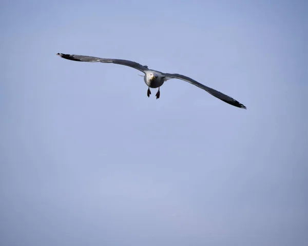 Herrring Gull przychodzące — Zdjęcie stockowe