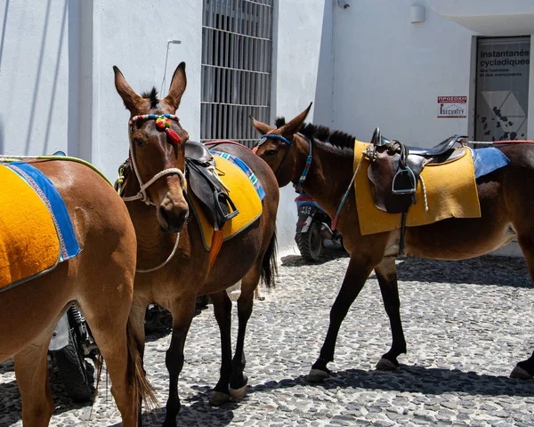 Fira Burro trem — Fotografia de Stock