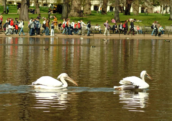 Пеликаны на озере — стоковое фото