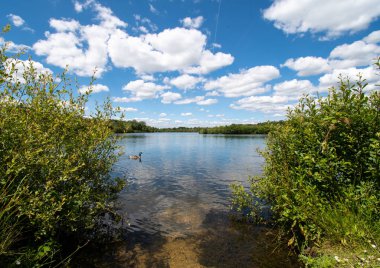 Goose on Horshoe Lake